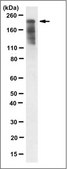 Anti-ZO-1 Antibody, clone 5G6.1 clone 5G6.1, from mouse
