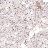 Monoclonal Anti-THSD7A antibody produced in mouse Prestige Antibodies® Powered by Atlas Antibodies, clone CL3779, purified immunoglobulin, buffered aqueous glycerol solution