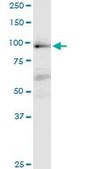 Monoclonal Anti-MAP4K1 antibody produced in mouse clone 1G6, purified immunoglobulin