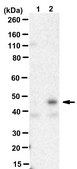 Anti-CREB-H/CREB3L3