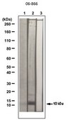 Anti-acetyl-Histone H4 Antibody serum, Upstate®