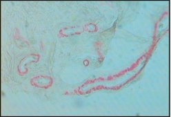 Anti-Actin, α-Smooth Muscle - Alkaline Phosphatase antibody, Mouse monoclonal clone 1A4, purified from hybridoma cell culture