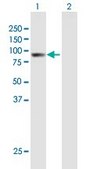 Anti-ARHGAP9 antibody produced in mouse purified immunoglobulin, buffered aqueous solution
