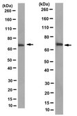 Anti-PIDD Antibody, clone 1511.1 clone 15F11.1, from mouse