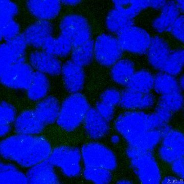 Anticuerpo anti-CP110 , clon 140- 195- 5 clone 140-195-5, from mouse