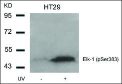 Anti-phospho-ELK1 (pSer383) antibody produced in rabbit affinity isolated antibody