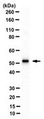 Anti-alpha-Tubulin Antibody, clone YOL1/34 clone YOL1/34, from rat
