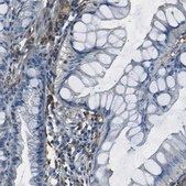 Anti-LAIR1 antibody produced in rabbit Prestige Antibodies® Powered by Atlas Antibodies, affinity isolated antibody, buffered aqueous glycerol solution