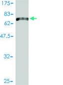 Monoclonal Anti-KCNF1 antibody produced in mouse clone 1B2-7B6, purified immunoglobulin, buffered aqueous solution