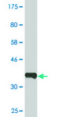 Monoclonal Anti-ERBB2IP, (C-terminal) antibody produced in mouse clone 10G1, ascites fluid