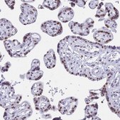 Anti-KLF14 antibody produced in rabbit Prestige Antibodies® Powered by Atlas Antibodies, affinity isolated antibody, buffered aqueous glycerol solution