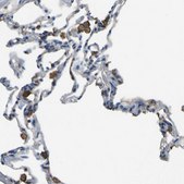 Anti-LAIR1 antibody produced in rabbit Prestige Antibodies® Powered by Atlas Antibodies, affinity isolated antibody, buffered aqueous glycerol solution