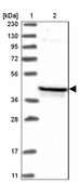 Anti-PDSS2 antibody produced in rabbit Prestige Antibodies® Powered by Atlas Antibodies, affinity isolated antibody, buffered aqueous glycerol solution, ab1