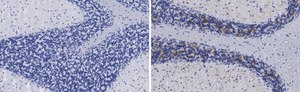 Anti-VGLUT2 Antibody, clone 3C2, ZooMAb® Rabbit Monoclonal recombinant, expressed in HEK 293 cells