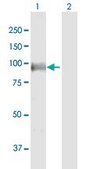 Anti-POU2F1 antibody produced in mouse purified immunoglobulin, buffered aqueous solution
