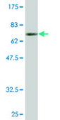 Monoclonal Anti-INPP1 antibody produced in mouse clone 1A6, purified immunoglobulin, buffered aqueous solution
