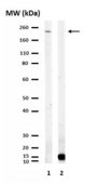 Anti-BPTF Antibody from rabbit, purified by affinity chromatography