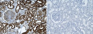 Anti-B-Raf Antibody, clone 2D3 ZooMAb® Rabbit Monoclonal recombinant, expressed in HEK 293 cells