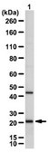 Anti-Cbx7 Antibody from rabbit, purified by affinity chromatography