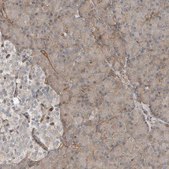 Anti-SNAP47 antibody produced in rabbit Prestige Antibodies® Powered by Atlas Antibodies, affinity isolated antibody, buffered aqueous glycerol solution