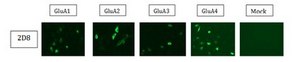 Anti-pan-AMPA receptor (GluR1-4), clone 2D8 Antibody clone 2D8, from mouse