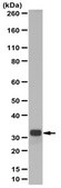 Anti-GOLPH3 Antibody from rabbit, purified by affinity chromatography