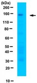 Anti-CAPS-1 Antibody from rabbit, purified by affinity chromatography