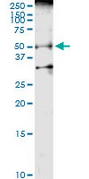 Anti-BMP7 Rabbit pAb liquid, Calbiochem&#174;