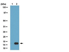 ChIPAb+ Acetyl-Histone H3 (Lys27) - ChIP Validated Antibody and Primer Set clone CMA309, from mouse