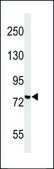 ANTI-YMEL1 (N-TERM) antibody produced in rabbit IgG fraction of antiserum, buffered aqueous solution