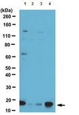 Anti-dUTPase Antibody from rabbit