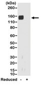Goat Anti-Rabbit IgG Fab Antibody, clone RMG01 clone RMG01, from goat