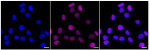 Anti Caspase 5 Antibody, clone 23GB3315, Rabbit Monoclonal clone 23GB3315, recombinant rabbit monoclonal, expressed in HEK293 cells