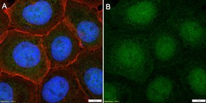 Anti-POU2F3 Antibody, clone 1L11 ZooMAb® Rabbit Monoclonal recombinant, expressed in HEK 293 cells