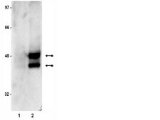 Anti-phospho-c-Jun (Ser73) Antibody Upstate®, from rabbit