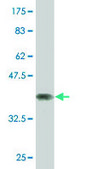 Monoclonal Anti-NCOA4, (C-terminal) antibody produced in mouse clone 1F11, purified immunoglobulin, buffered aqueous solution
