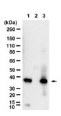 Anti-CRKL Antibody, clone 1I22 ZooMAb® Rabbit Monoclonal recombinant, expressed in HEK 293 cells