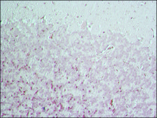 抗BACE 1, N-末端 (46-62) ウサギ宿主抗体 affinity isolated antibody, buffered aqueous solution
