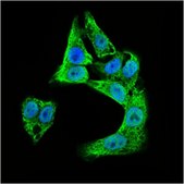 Anti-DCX Antibody, clone 2G5 clone 2G5, from mouse