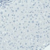 Monoclonal Anti-NECAB1 antibody produced in mouse Prestige Antibodies® Powered by Atlas Antibodies, clone CL0580, purified immunoglobulin, buffered aqueous glycerol solution