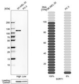 Anti-SORT1 antibody produced in rabbit Prestige Antibodies® Powered by Atlas Antibodies, affinity isolated antibody, buffered aqueous glycerol solution