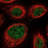 Anti-NKX3-2 antibody produced in rabbit Prestige Antibodies® Powered by Atlas Antibodies, affinity isolated antibody, buffered aqueous glycerol solution
