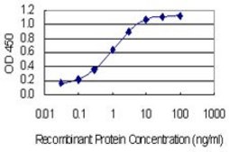 Monoclonal Anti-MAP4K1 antibody produced in mouse clone 1G6, purified immunoglobulin