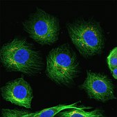 Anti-Mouse IgG1 (γ1), CF™488A antibody produced in goat ~2 mg/mL, affinity isolated antibody, buffered aqueous solution