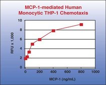 QCM Chemotaxis Cell Migration Assay, 96-well (5 µm), fluorimetric The QCM 5 um 96-well Migration Assay utilizes a 5 um pore size, which is appropriate for studying monocyte/macrophage migration.