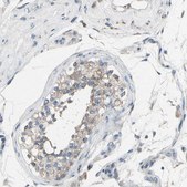 Anti-GRAMD3 antibody produced in rabbit Prestige Antibodies® Powered by Atlas Antibodies, affinity isolated antibody, buffered aqueous glycerol solution