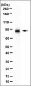 Anti-TICAM1 Antibody, clone 3D5.1 clone 3D5.1, from mouse