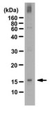 Anti-phospho Histone H3 (Tyr41) Antibody| ABE566 from rabbit, purified by affinity chromatography