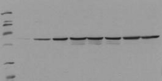 PhosphoDetect Anti-Fos (pSer&#179;&#8311;&#8308;) Mouse mAb (34E4) lyophilized, clone 34E4, Calbiochem&#174;