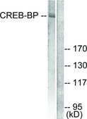 Anti-CREB-BP antibody produced in rabbit affinity isolated antibody